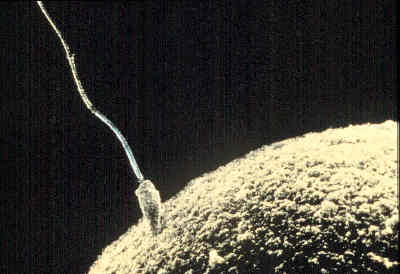 Espermatozóide na fecundação com o gâmeta feminino